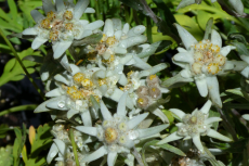 B-6-Edelweiss