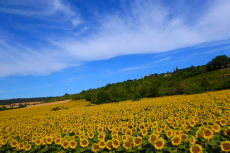 Gal-10-B-Sonnenblumen