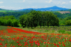 Gal-3-B-Mohnlandschaft-