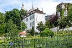 9-Vignoble-B